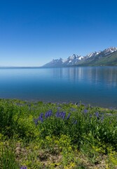 Wild flowers in Grand Teton National Park in Wyoming