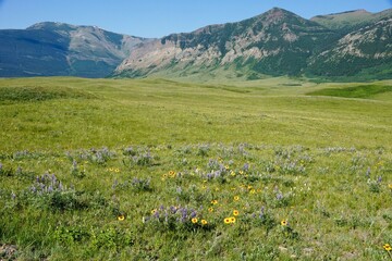Obraz premium Wild flowers in Waterton Lakes National Park in Alberta Canada