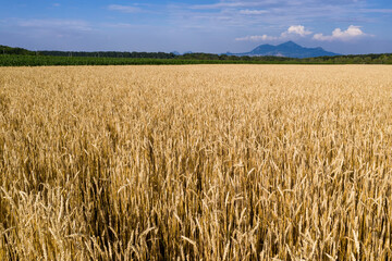 Rural landscape of North Caucasus. Wheat field with Beshtau mount on the background. Stavropol Krai, Caucasus, Russia.