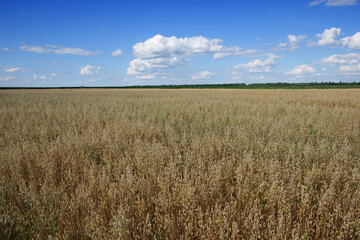 Blue sky over a vast field of ripe oats. Farm land. Picturesque area. Oat cereal fields with blue sky on a sunny summer day before harvest.