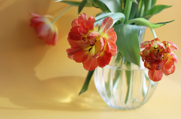 Red-yellow blossoming tulips in a glass vase, on a yellow background. copy space
