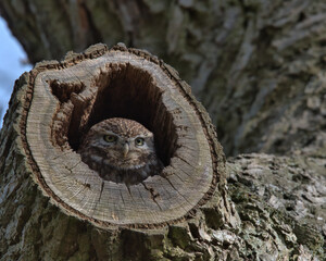 Little owl (Athene noctua ) In a hole in a tree.