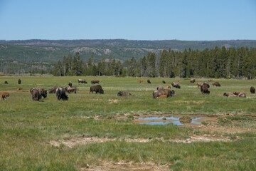 Fototapeta na wymiar Buffalo in Yellowstone National Park in Wyoming