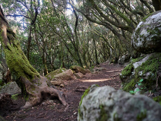 Hiking trail leading through the forest