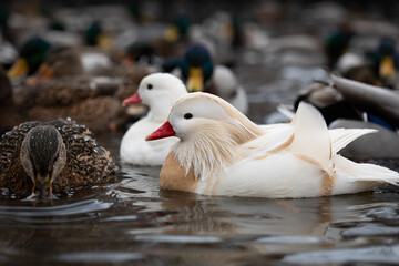 Male and female white mandarin ducks albino swimming in lake together with mallards