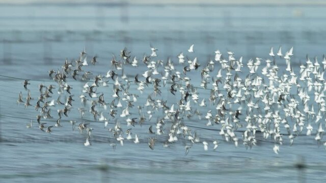 ハマシギ群れの飛翔(dunlin)
