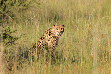 An alert cheetah (Acinonyx jubatus) sitting in natural habitat, South Africa.