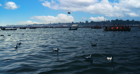 seagull in the river, Ganges, Prayagraj, India