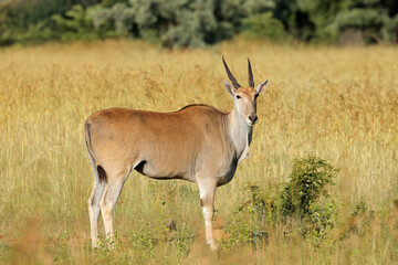 Naklejka na ściany i meble An eland antelope (Tragelaphus oryx) in natural habitat, South Africa.