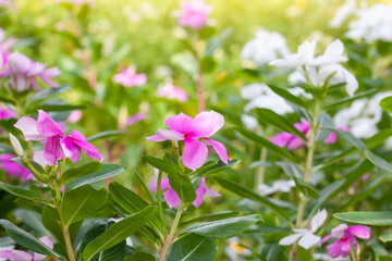 Fresh pink catharanthus roseus or madagascar periwinkle flower bloom in the garden with sunlight on blur nature background.