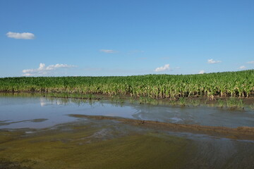 Water-flooded corn crops. Flooding in agricultural areas. Scenery.