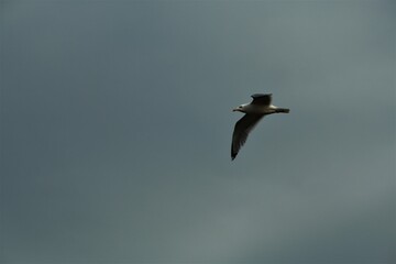 One seagull in flight aginst a cloudy sky