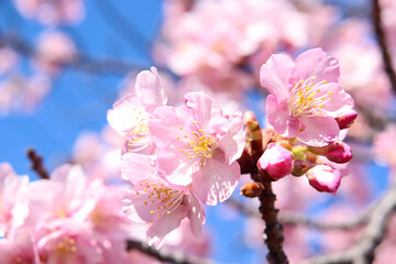 さくら 美しい桜 サクラ ピンク 花びら 花見 春 満開 かわいい パステル 入学 卒業