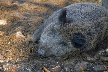 Wildschwein