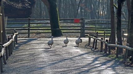 Gänse © Asray Laleike