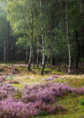 Fototapeta na wymiar Flowering heather at the edge of a birch wood