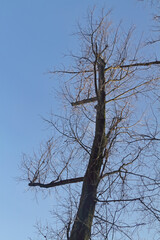 kahler Baum