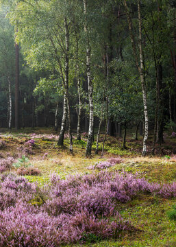 Flowering heather at the edge of a birch wood