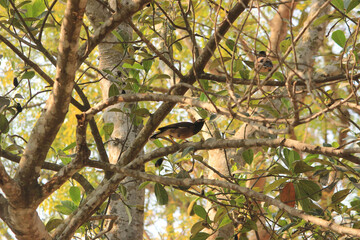 Fototapeta na wymiar bird on a branch