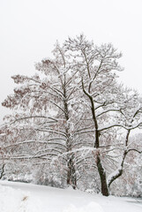 Snow-covered trees in a hilly park in hazy weather.