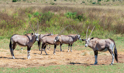 Naklejka na ściany i meble A small herd of Gemsbok grazing in nature. Photographed in South Africa.