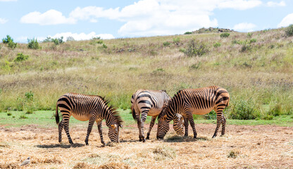 Fototapeta na wymiar Mountain zebras, photographed in South Africa.