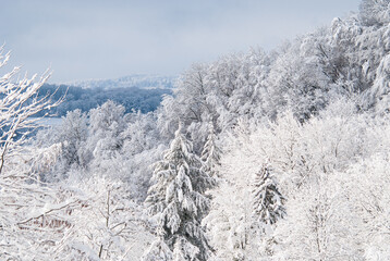 View over a snowy forest on a friendly winter morning.
