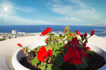 Vase with red geraniums on the observation deck  in Haifa, Israel.