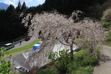 満開のしだれ桜