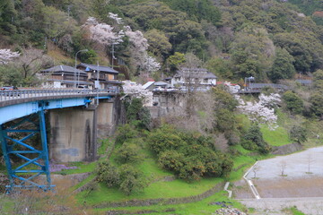 青い橋と桜