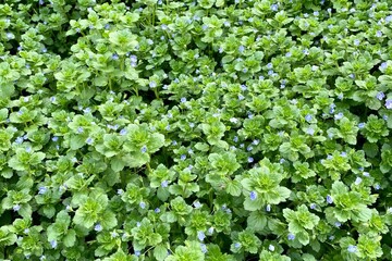 Obraz premium Fresh green Veronica persica (Persian speedwell, birdeye speedwell, large field speedwell) grasses with beautiful tiny blue flowers growing in spring field, beautiful green leaves background
