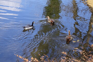 Zwei Nilgänse und eine Nonnengans auf dem Weiher