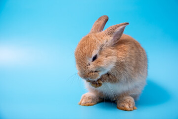 Obraz premium CLose up One brown young adorable bunny sitting lick and clean leg on blue background. Cute baby Netherlands Dwaf and Holland lops rabbit for Easter celebration