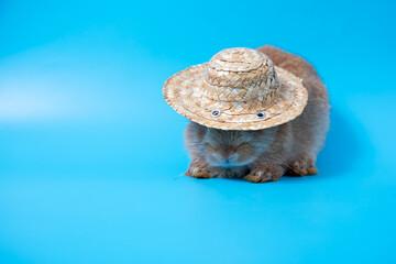 One brown young adorable bunny with hat sitting on blue background. Cute baby Netherlands Dwaf rabbit for Easter holiday celebration