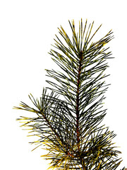 .pine branch on white