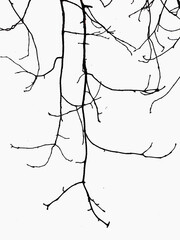  drawing of branche on whates