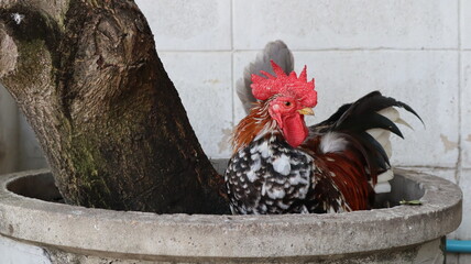 Bantam chickens Black fur with yellow hair on the neck Standing   