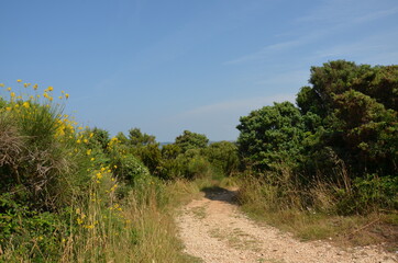 Obraz premium yellow flowers by the sea, Kamenjak Istria, Croatia