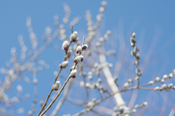 Fototapeta premium Blooming pussy willow in early spring on a sunny day.