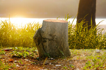 The stump of the felled tree in the summer garden on the green meadow