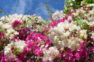 A pink-white bougainvillea with green leaves, growing in a public park.