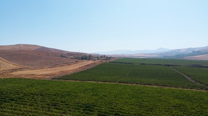 Fototapeta premium Sicilian vineyards