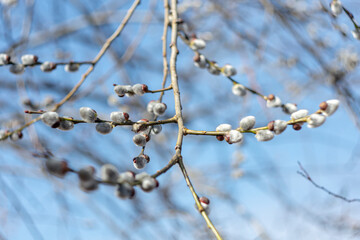  Blooming pussy willow in early spring on a sunny day.