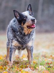 Naklejka na ściany i meble Cattle dog outdoors. The gray fur of this working breed dog