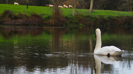 Cadre romantique autour d'un lac, sur lequel navigue paisiblement un cygne blanc