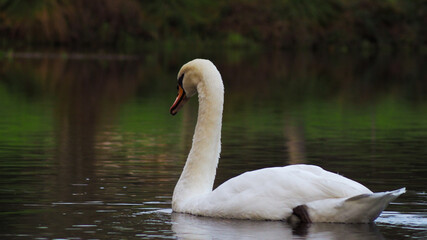 Cadre romantique autour d'un lac, sur lequel navigue paisiblement un cygne blanc