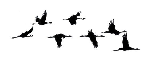 The Bird drawing is made with colored pencils and black liner.