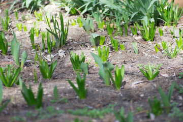 Hyacinth and other flower’s sprouts in a row in the garden, bunch of plant's stems, first spring flowers, soil