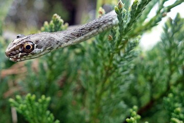 young snake shot in my garden