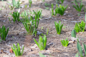 Hyacinth and other flower’s sprouts in a row in the garden, bunch of plant's stems, first spring flowers, soil
